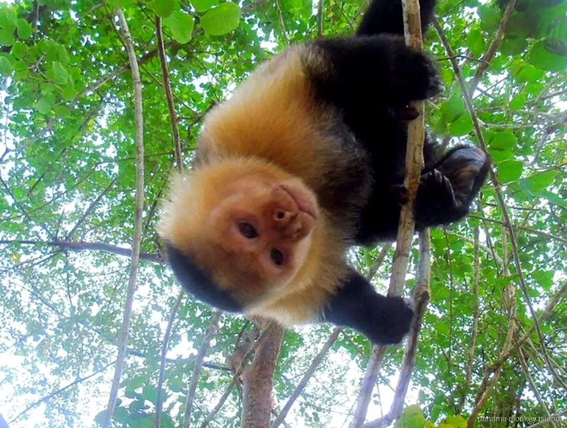 White-faced capuchin hanging upside down from a branch in the trees, panama monkey island on Gatun Lake