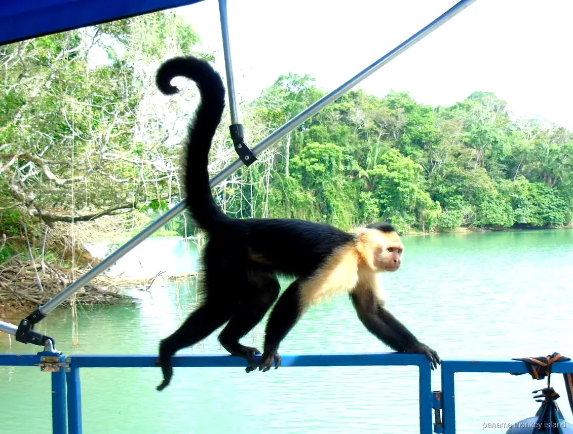 Capuchin monkey walking along the railing of a tour boat on Gatun Lake, panama monkey island cruise