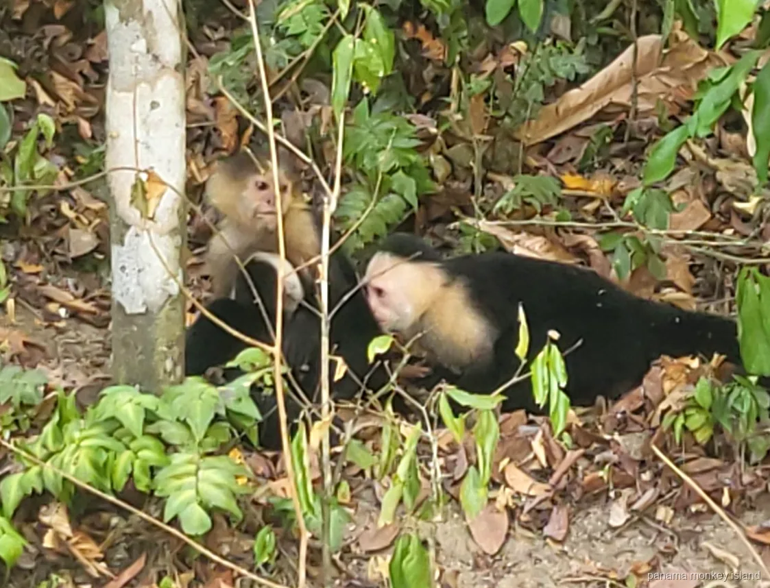 Capuchin monkeys resting among fallen leaves on the forest floor during a panama monkey island jungle safari