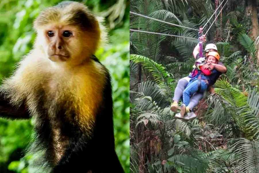 Zipline platform in the rainforest canopy near Monkey Island on the Panama Canal