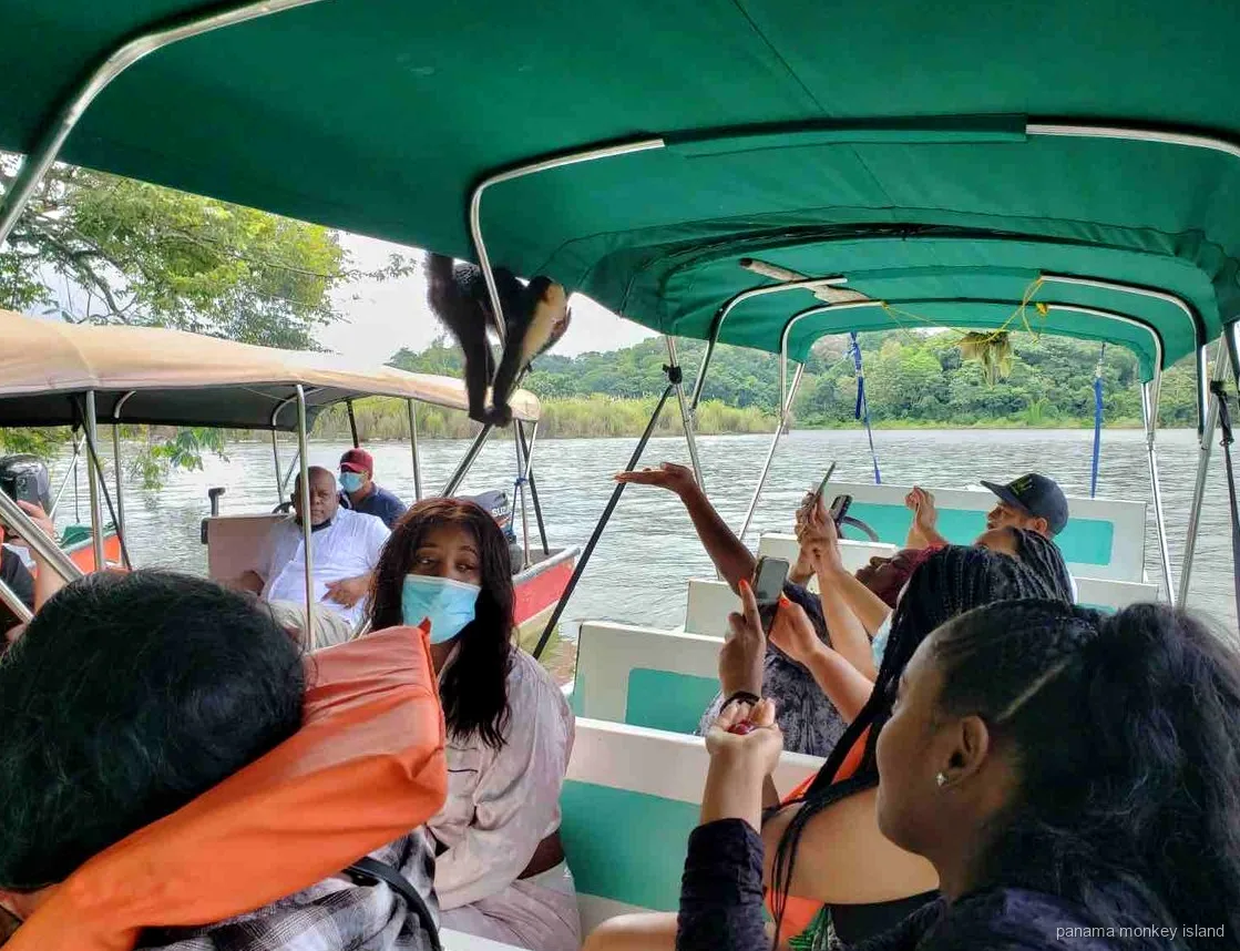 Capuchin monkey hanging from the canopy of a covered boat as passengers film it on a panama monkey island trip