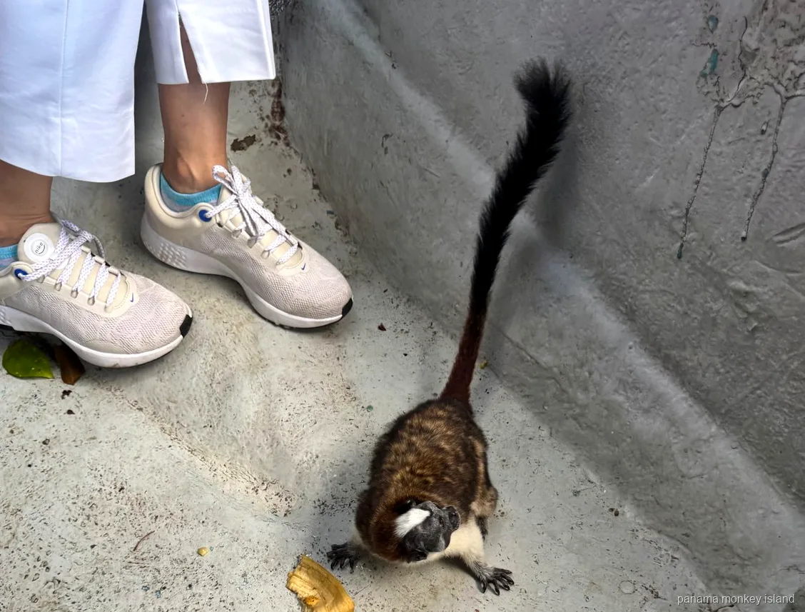 Small tamarin monkey on the boat floor next to a visitor's sneakers and a banana peel on panama monkey island
